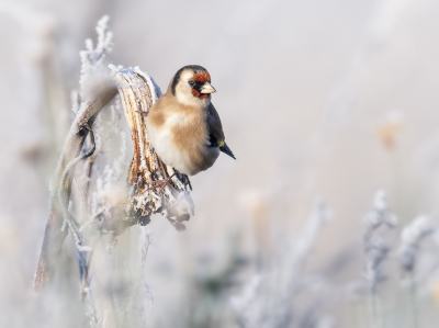 Bird picture: Carduelis carduelis / Putter / European Goldfinch