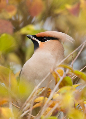 <i class='fa fa-user'></i> Martijn Schot |   Pestvogel  <i class='fa fa-eye'> 139</i>   <i class='fa fa-comment-o'> 3</i>