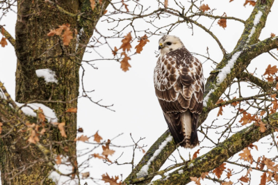 Foto genomen vanaf het keukenraam. De buizerd zat aan de overkant van de weg in de boom..