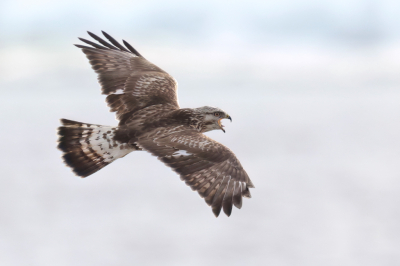 <i class='fa fa-user'></i> horneman69 |   Ruigpootbuizerd  <i class='fa fa-eye'> 156</i>  <i class='fa fa-thumbs-up'> 1</i>   <i class='fa fa-comment-o'> 7</i>