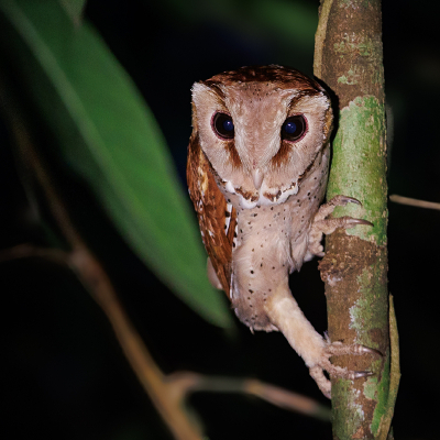 Bird picture: Otus lempiji / Soendadwergooruil / Sunda Scops Owl