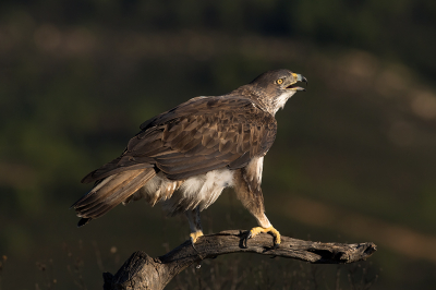 Bird picture: Aquila fasciata / Havikarend / Bonelli's Eagle