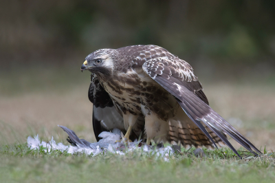<i class='fa fa-user'></i> Luc Meert |   Buizerd  <i class='fa fa-eye'> 46</i>  <i class='fa fa-thumbs-up'> 1</i>   <i class='fa fa-comment-o'> 0</i>