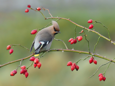 <i class='fa fa-user'></i> corvanspijk |   Pestvogel  <i class='fa fa-eye'> 181</i>  <i class='fa fa-thumbs-up'> 6</i>   <i class='fa fa-comment-o'> 8</i>