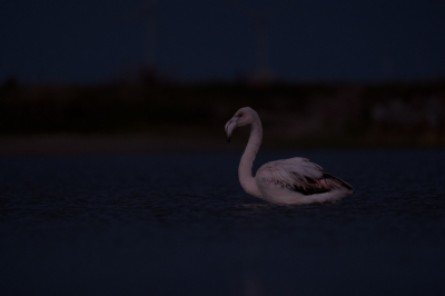 <i class='fa fa-user'></i> Gert-Jan Cromwijk |   Flamingo  <i class='fa fa-eye'> 126</i>  <i class='fa fa-thumbs-up'> 1</i>   <i class='fa fa-comment-o'> 6</i>