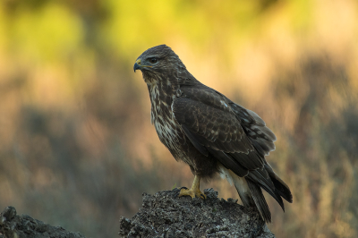 <i class='fa fa-user'></i> Willem Verhagen |   Buizerd  <i class='fa fa-eye'> 143</i>  <i class='fa fa-thumbs-up'> 1</i>   <i class='fa fa-comment-o'> 7</i>