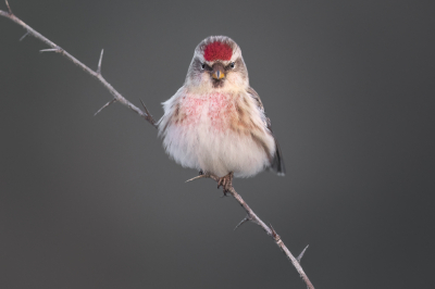Acanthis flammea / Grote Barmsijs / Mealy Redpoll