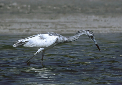 <i class='fa fa-user'></i> Karel Mauer | Kleine Blauwe Reiger  <i class='fa fa-eye'> 247</i>   <i class='fa fa-comment-o'> 0</i>