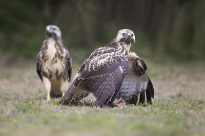 <i class='fa fa-user'></i> Luc Meert |   Buizerd  <i class='fa fa-eye'> 134</i>  <i class='fa fa-thumbs-up'> 2</i>   <i class='fa fa-comment-o'> 3</i>