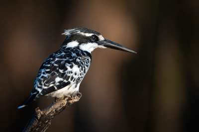 <i class='fa fa-user'></i> harrie69 |   Bonte IJsvogel  <i class='fa fa-eye'> 53</i>  <i class='fa fa-thumbs-up'> 2</i>   <i class='fa fa-comment-o'> 4</i>