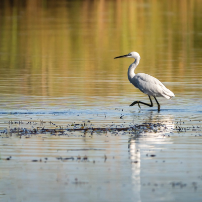 <i class='fa fa-user'></i> harrie69 |   Kleine Zilverreiger  <i class='fa fa-eye'> 44</i>   <i class='fa fa-comment-o'> 2</i>