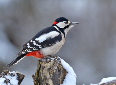 Het korte wintertje is weer voorbij ,maar heeft er toch voor gezorgd dat de vogels door het specifieke licht "in het zonnetje" werden gezet............