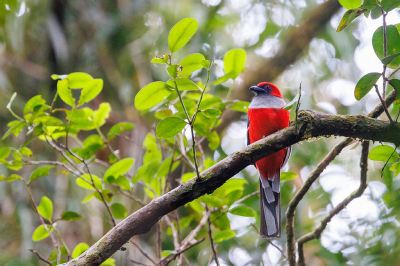 <i class='fa fa-user'></i> Kees de Jager | Whiteheads Trogon  <i class='fa fa-eye'> 136</i>  <i class='fa fa-thumbs-up'> 2</i>   <i class='fa fa-comment-o'> 2</i>