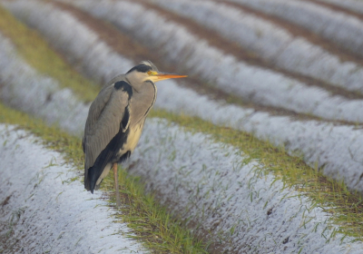 <i class='fa fa-user'></i> sieb |   Blauwe Reiger  <i class='fa fa-eye'> 102</i>  <i class='fa fa-thumbs-up'> 7</i>   <i class='fa fa-comment-o'> 7</i>