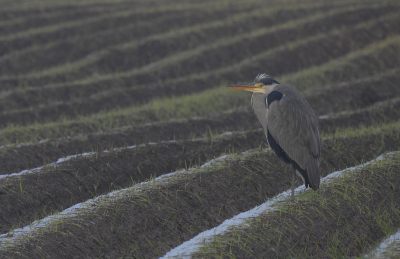 <i class='fa fa-user'></i> sieb |   Blauwe Reiger  <i class='fa fa-eye'> 85</i>  <i class='fa fa-thumbs-up'> 2</i>   <i class='fa fa-comment-o'> 4</i>