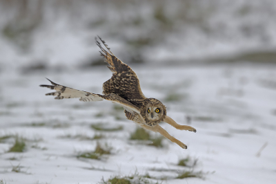 Bird picture: Asio flammeus / Velduil / Short-eared Owl