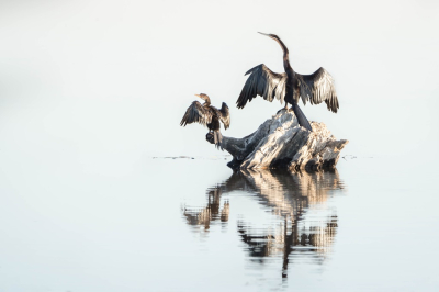 <i class='fa fa-user'></i> harrie69 |   Afrikaanse Slangenhalsvogel  <i class='fa fa-eye'> 36</i>   <i class='fa fa-comment-o'> 1</i>