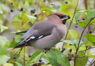 <i class='fa fa-user'></i> Martijn Schot |   Pestvogel  <i class='fa fa-eye'> 76</i>   <i class='fa fa-comment-o'> 1</i>