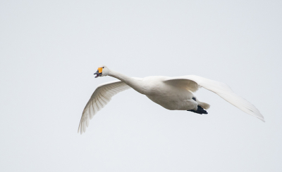 <i class='fa fa-user'></i> Eef Kieft |   Wilde Zwaan  <i class='fa fa-eye'> 98</i>  <i class='fa fa-thumbs-up'> 1</i>   <i class='fa fa-comment-o'> 5</i>