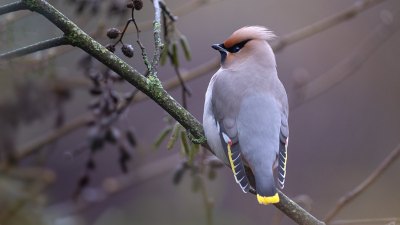 <i class='fa fa-user'></i> tmjcbs2020 |   Pestvogel  <i class='fa fa-eye'> 189</i>  <i class='fa fa-thumbs-up'> 4</i>   <i class='fa fa-comment-o'> 7</i>