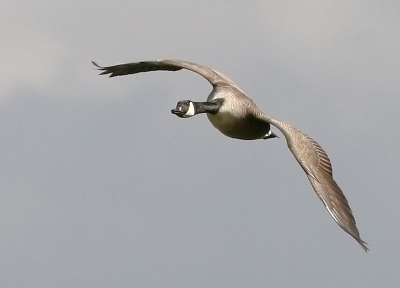 De canadese gans kwam mooi overvliegen .
en dan is hij snel weer te groot om in beeld te krijgen .