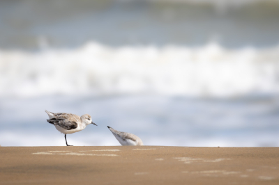 Tijdens het scannen over zee kwamen enkele drieteenstrandlopers al foeragerend voorbij. Toen ze even halt hielden kon ik deze foto maken.