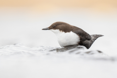 Cinclus cinclus / Waterspreeuw / White-throated Dipper