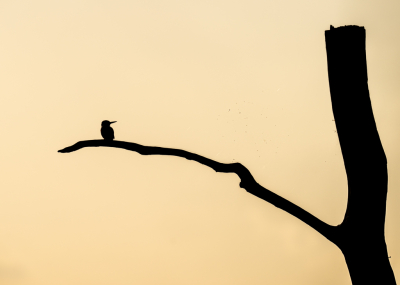 <i class='fa fa-user'></i> Loes Belovics |   IJsvogel  <i class='fa fa-eye'> 2</i>   <i class='fa fa-comment-o'> 0</i>