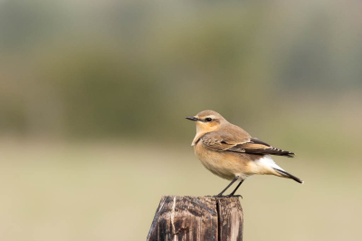 Grauwe dag en slecht weer om foto's te nemen. Dan maar een ouder exemplaar bewerken. Namelijk deze tapuit die ik tijdens de najaarstrek tegen kwam in de polders.