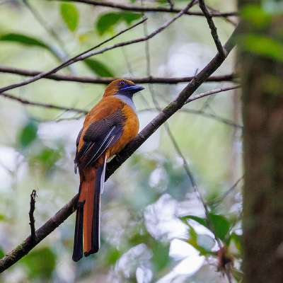 <i class='fa fa-user'></i> Kees de Jager | Whiteheads Trogon  <i class='fa fa-eye'> 164</i>  <i class='fa fa-thumbs-up'> 2</i>   <i class='fa fa-comment-o'> 3</i>