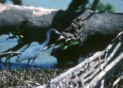 <i class='fa fa-user'></i> Karel Mauer | Kleine Blauwe Reiger  <i class='fa fa-eye'> 263</i>   <i class='fa fa-comment-o'> 0</i>