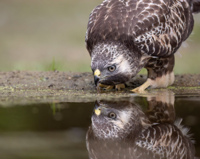 <i class='fa fa-user'></i> Luc Meert |   Buizerd  <i class='fa fa-eye'> 224</i>  <i class='fa fa-thumbs-up'> 2</i>   <i class='fa fa-comment-o'> 7</i>