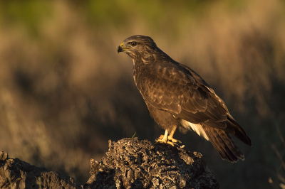 <i class='fa fa-user'></i> Willem Verhagen |   Buizerd  <i class='fa fa-eye'> 170</i>   <i class='fa fa-comment-o'> 3</i>