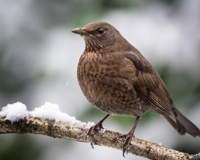 Deze damesmerel kwam tijdens een lichte sneeuwbui even buurten.  Even later kwam ook het mannetje langs.  Dit koppel is er dagelijks.