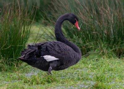 <i class='fa fa-user'></i> pietwil |   Zwarte Zwaan  <i class='fa fa-eye'> 197</i>   <i class='fa fa-comment-o'> 3</i>
