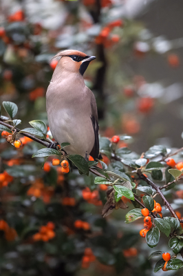 <i class='fa fa-user'></i> kevinhollmann |   Pestvogel  <i class='fa fa-eye'> 233</i>  <i class='fa fa-thumbs-up'> 3</i>   <i class='fa fa-comment-o'> 6</i>