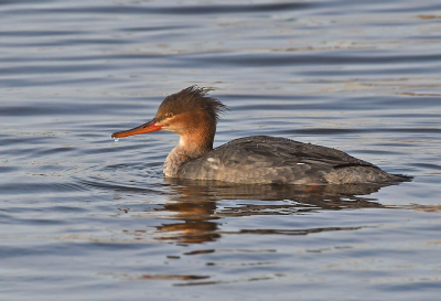 Eindelijk weer eens een lekkere, droge winterdag met zelfs een zonnetje erbij. Het  besluit was snel genomen om een rondje Lauwersmeer te doen. Heel veel ganzen gezien en gespeurd naar een Roodhals daartussen. Nee dus, maar in de haven  hadden we het geluk dat een vrouwtje Zaagbek mooi dichtbij aan het vissen was, in laat zonlicht........

Willy