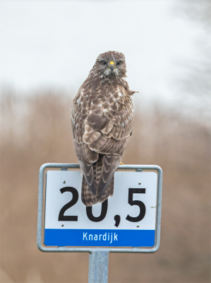 Bijna aan het einde van een lange (maar heel geslaagde) roofvogelteldag rondom de hele Oostvaardersplassen, zagen we tegen schemertijd een manke Buizerd langs de weg 'hinken'. Heel kleine stukje vliegen lukte soms, maar veel verder dan naar boven op een hectometerpaaltje ging hij niet. Het voordeel is dat hij zich daardoor goed liet fotograferen. Zelfs toen we de auto (heel rustig en zachtjes) bijna naast hem stil zetten, bleef hij zitten.
Superscherp lukt bij dergelijke lichtomstandigheden niet, maar ik vind het toch een bijzondere plaat, omdat je zelden de kans hebt om een Buizerd van zo dichtbij vast te leggen.