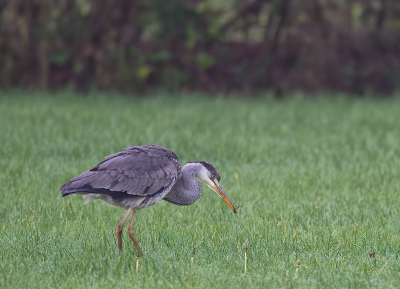<i class='fa fa-user'></i> RTL |   Blauwe Reiger  <i class='fa fa-eye'> 202</i>  <i class='fa fa-thumbs-up'> 1</i>   <i class='fa fa-comment-o'> 5</i>