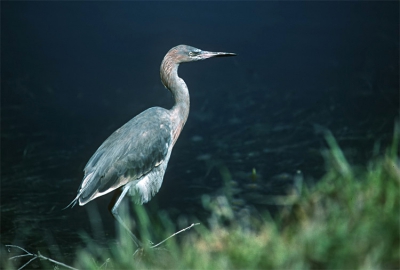 <i class='fa fa-user'></i> Karel Mauer | Roodhalsreiger  <i class='fa fa-eye'> 306</i>   <i class='fa fa-comment-o'> 0</i>