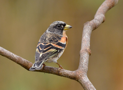 Zo fijn dat er weer een groepje Kepen in de tuin rondscharrelt. Dat geeft me het juiste wintergevoel, de aanwezigheid van deze Scandinavische gasten. Heb eerder een foto ingestuurd met de Keep vol van voren in beeld. Maar ook de rugtekening,  met het typische vinkenpatroon mag er zijn........ als  hij dan maar wel even op zij kijkt.