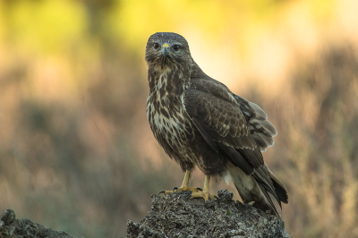 <i class='fa fa-user'></i> Willem Verhagen |   Buizerd  <i class='fa fa-eye'> 230</i>  <i class='fa fa-thumbs-up'> 3</i>   <i class='fa fa-comment-o'> 4</i>