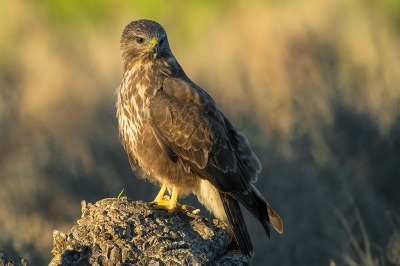 <i class='fa fa-user'></i> Willem Verhagen |   Buizerd  <i class='fa fa-eye'> 202</i>  <i class='fa fa-thumbs-up'> 1</i>   <i class='fa fa-comment-o'> 2</i>