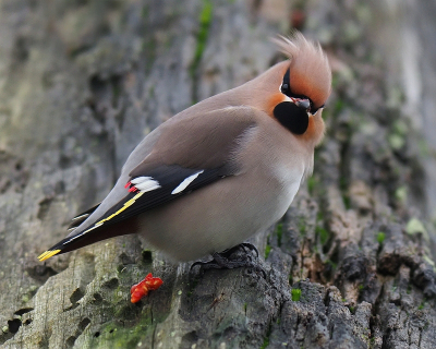 <i class='fa fa-user'></i> corvanspijk |   Pestvogel  <i class='fa fa-eye'> 347</i>  <i class='fa fa-thumbs-up'> 11</i>   <i class='fa fa-comment-o'> 11</i>