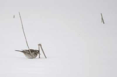 Vogels in de sneeuw, bijna altijd prijsschieten. Deze waterpieper zat op een besneeuwd stukje ijs en en straalde eenzaamheid uit, maar ook vredig.