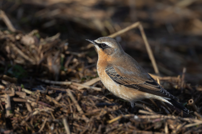 De vogeltrek is op gang gekomen, de tapuit foerageerde hier langs de wadden.
Altijd mooi om vast te leggen.