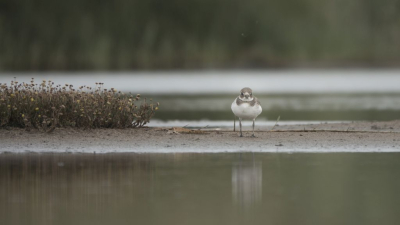 Gemaakt in een gehuurde vogelkijk hut in Werkendam, mooi laag standpunt en fraai zacht strijklicht. Deze kleine Plevier keek brutaal in de camera en door het plukje vegetatie links viel nog meer op hoe klein hij is.