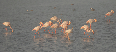 <i class='fa fa-user'></i> Marie-Jos Boon |   Flamingo  <i class='fa fa-eye'> 243</i>  <i class='fa fa-thumbs-up'> 1</i>   <i class='fa fa-comment-o'> 2</i>