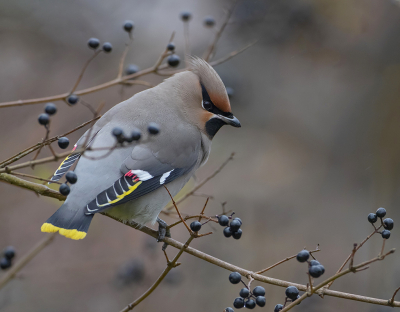 <i class='fa fa-user'></i> Alfred Berkhof |   Pestvogel  <i class='fa fa-eye'> 333</i>  <i class='fa fa-thumbs-up'> 7</i>   <i class='fa fa-comment-o'> 4</i>