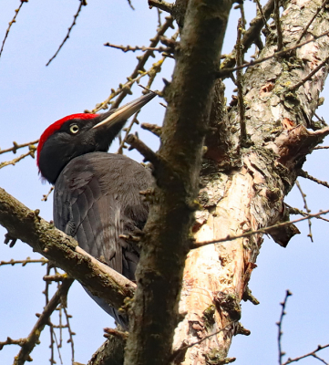 Van afstand hoorde ik de zwarte specht al.
Ik werd helemaal blij dat hij in een boom neerstreek vlakbij de plek waar ik me bevond.Al was het nog erg lastig om hem te kunnen fotograferen aangezien de boom vrij hoog was en ik er vrij dicht onder stond.
F8 1/500 ISO 500 321MM.